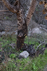 Quercus agrifolia agrifolia