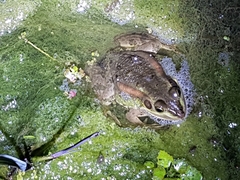 Pelophylax plancyi