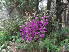 Cephalanthera kurdica