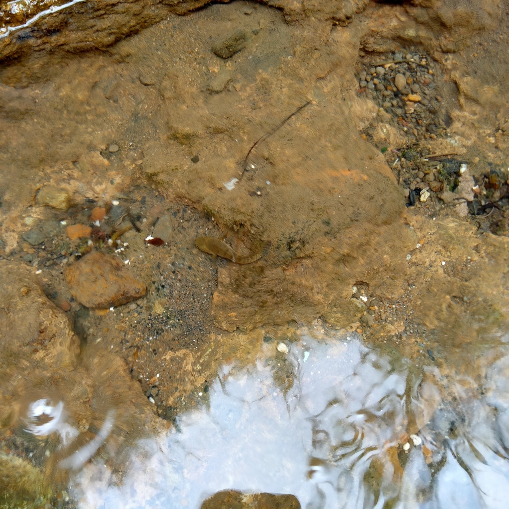 Asian Snakeheads From Unnamed Road, Kenteng, Puntukrejo, Kec 