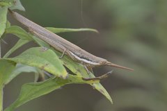 Leptysma marginicollis