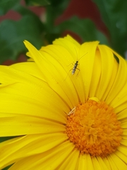 Tupiocoris cucurbitaceus