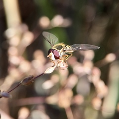 Simosyrphus grandicornis