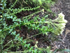 Cassinia denticulata