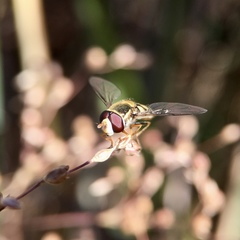Simosyrphus grandicornis