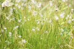 Trichophorum alpinum