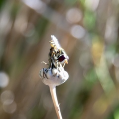Simosyrphus grandicornis