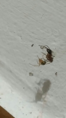 Nesticodes rufipes