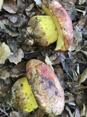 Butyriboletus querciregius