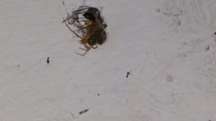 Nesticodes rufipes
