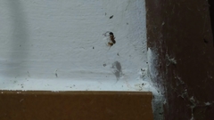 Nesticodes rufipes