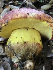 Butyriboletus querciregius