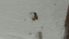Nesticodes rufipes