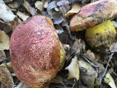 Butyriboletus querciregius