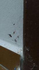 Nesticodes rufipes