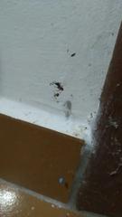 Nesticodes rufipes