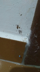 Nesticodes rufipes
