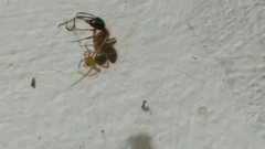 Nesticodes rufipes