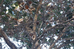 Quercus agrifolia agrifolia