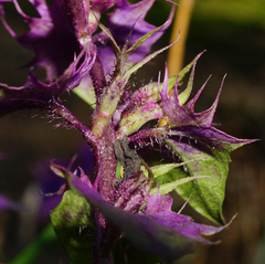 Melampyrum subalpinum