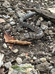 Pseudoficimia frontalis