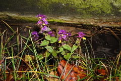Melampyrum subalpinum