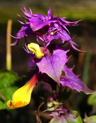 Melampyrum subalpinum