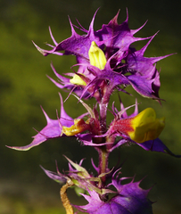 Melampyrum subalpinum