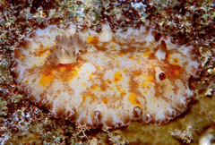 Platydoris cinereobranchiata