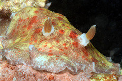 Platydoris cinereobranchiata
