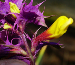 Melampyrum subalpinum