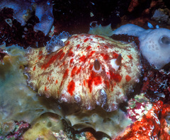 Platydoris cinereobranchiata