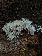 Mucronella bresadolae