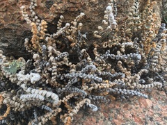 Myriopteris lindheimeri