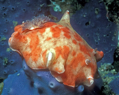 Platydoris cinereobranchiata