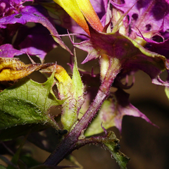 Melampyrum subalpinum