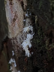 Mucronella bresadolae