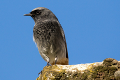 Phoenicurus ochruros