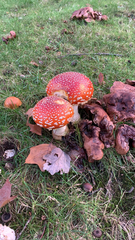 Amanita muscaria flavivolvata