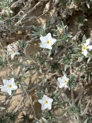 Euploca confertifolia
