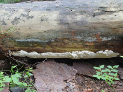 Heterobasidion parviporum