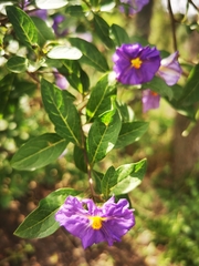 Lycianthes lycioides