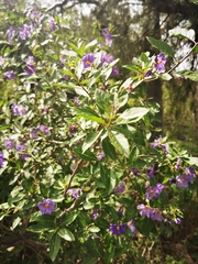 Lycianthes lycioides