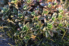 Gentianella impressinervia