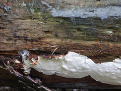 Heterobasidion parviporum