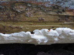 Heterobasidion parviporum