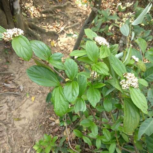 Viburnum sempervirens
