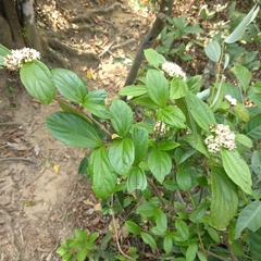 Viburnum sempervirens