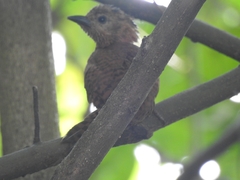 Micropternus brachyurus