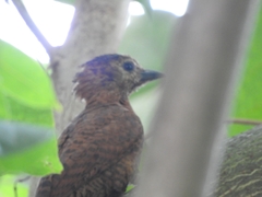 Micropternus brachyurus